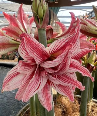 Amaryllis Doublet 