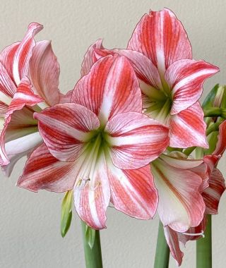Miniature Amaryllis Fairy Tale
