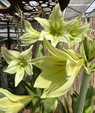 Cybister Amaryllis Green Valley