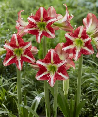 Amaryllis Ocean Drive