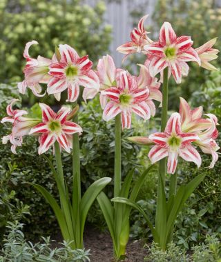 Amaryllis Strawberry Ice