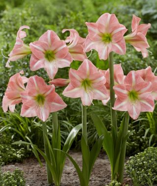 Amaryllis Sweet Dreams