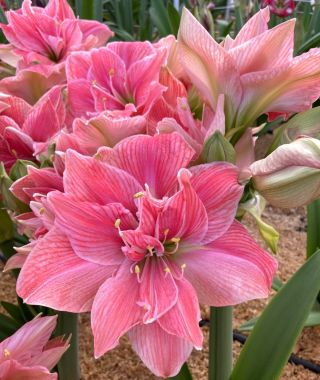 Amaryllis Sweet Nymph