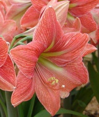 Amaryllis Terra Cotta Star