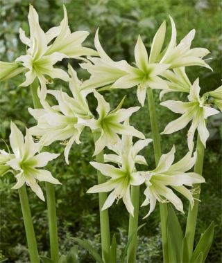 Amaryllis White Nile