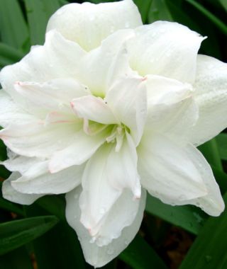 Amaryllis Arctic Nymph