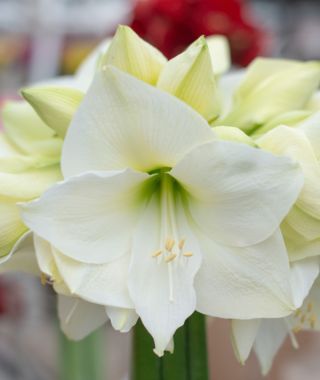 Amaryllis Mont Blanc 