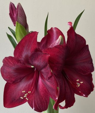 Amaryllis Red Pearl