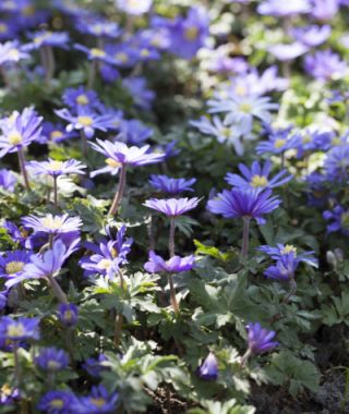 The Anemone blanda Windflower Mixture