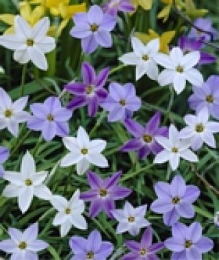 The Starry Nights Ipheion Mixture