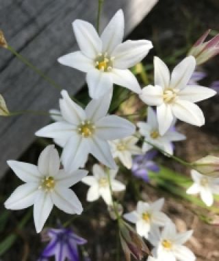 Brodiaea laxa Silver Queen