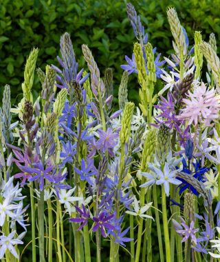 The Camassia leichtlinii Sport Mixture 