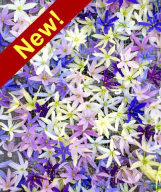 The Camassia leichtlinii Sport Mixture