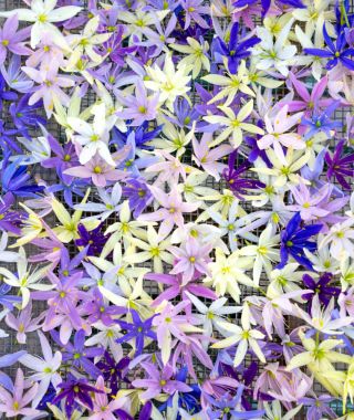 The Camassia leichtlinii Sport Mixture 