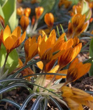 Crocus olivieri ssp. balansae Orange Monarch