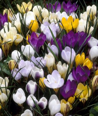 Snow Crocus Species Mixture