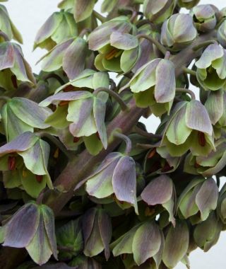 Fritillaria persica Green Dreams