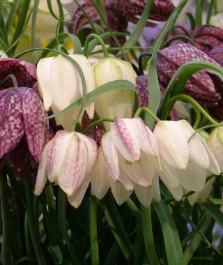 Fritillaria meleagris