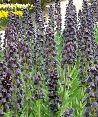 Fritillaria persica