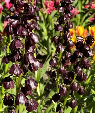 Fritillaria persica Purple Dynamite