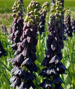 Fritillaria persica Twin Towers Tribute