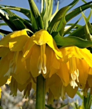 Fritillaria imperialis Maxima Lutea
