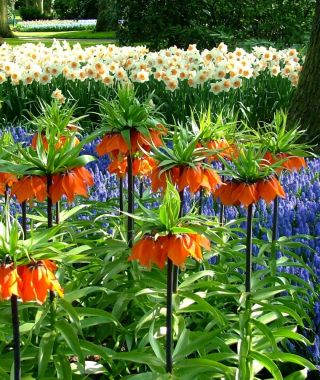 Fritillaria imperialis Rubra Maxima
