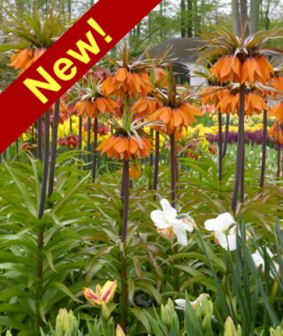 Fritillaria imperialis Sunset 