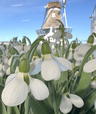 Galanthus elwesii Beluga