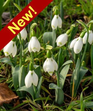 Galanthus elwesii Snow Fox