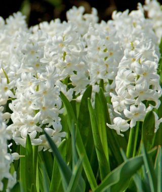 Hyacinthus orientalis Aiolos