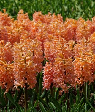 Hyacinthus orientalis Gypsy Queen