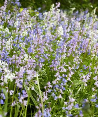 The Spanish Bluebells Mixture