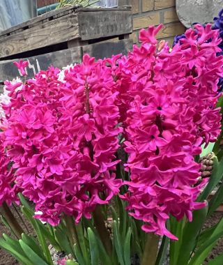 Hyacinthus orientalis Jan Bos