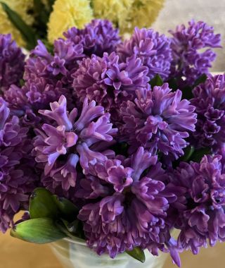 Hyacinthus orientalis Miss Saigon