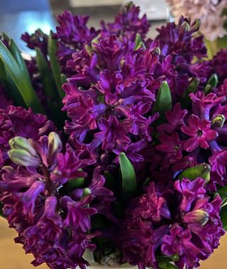 Hyacinthus orientalis Woodstock
