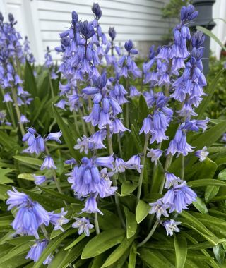 Hyacinthoides hispanica Excelsior
