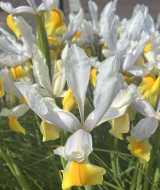 Dutch Iris Montecito
