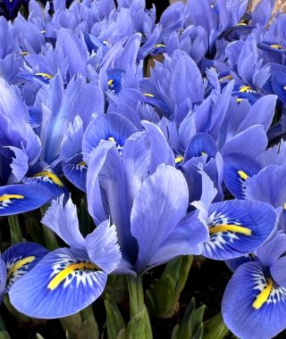 Iris reticulata Alida
