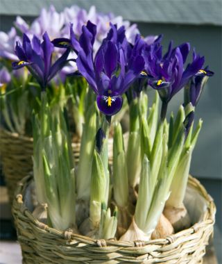 Iris reticulata Pixie