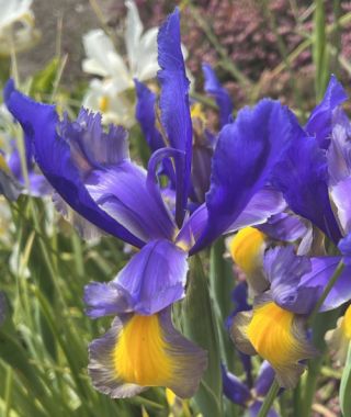 Iris hollandica Miss Saigon 