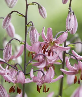 Lily Candy Morning