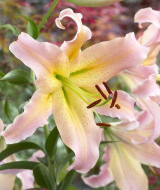 Lily Elusive