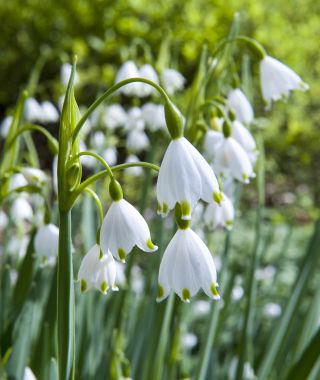 Leucojum aestivum