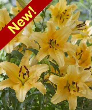 Orienpet Lily Corcovado