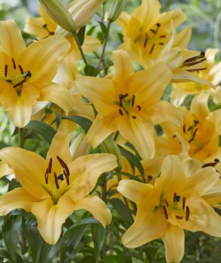 Orienpet Lily Corcovado