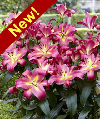 Orienpet Lily Empoli