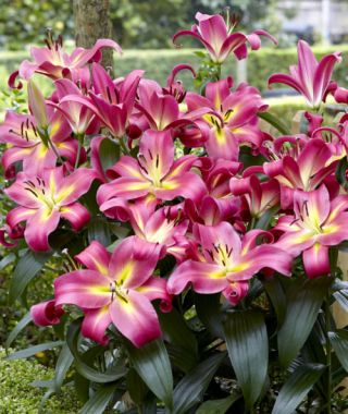 Orienpet Lily Empoli 