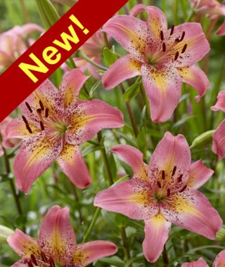 Asiatic Lily Fancy Dance