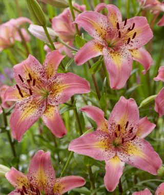 Asiatic Lily Fancy Dance 